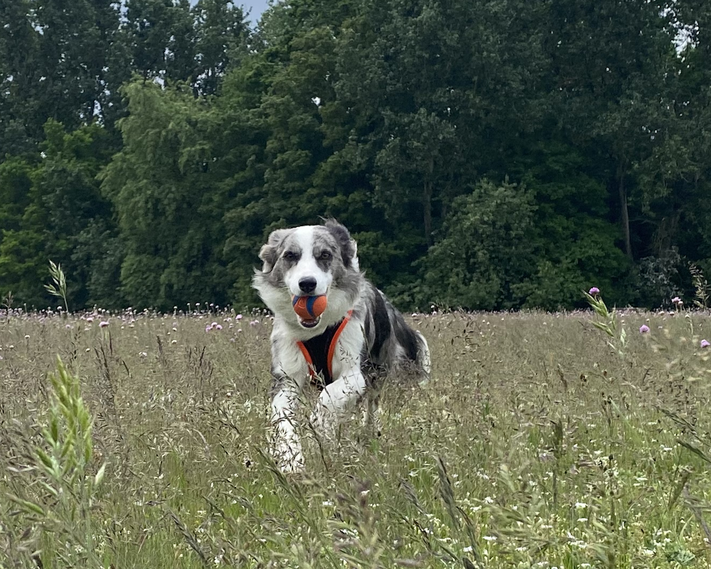 Apportieren