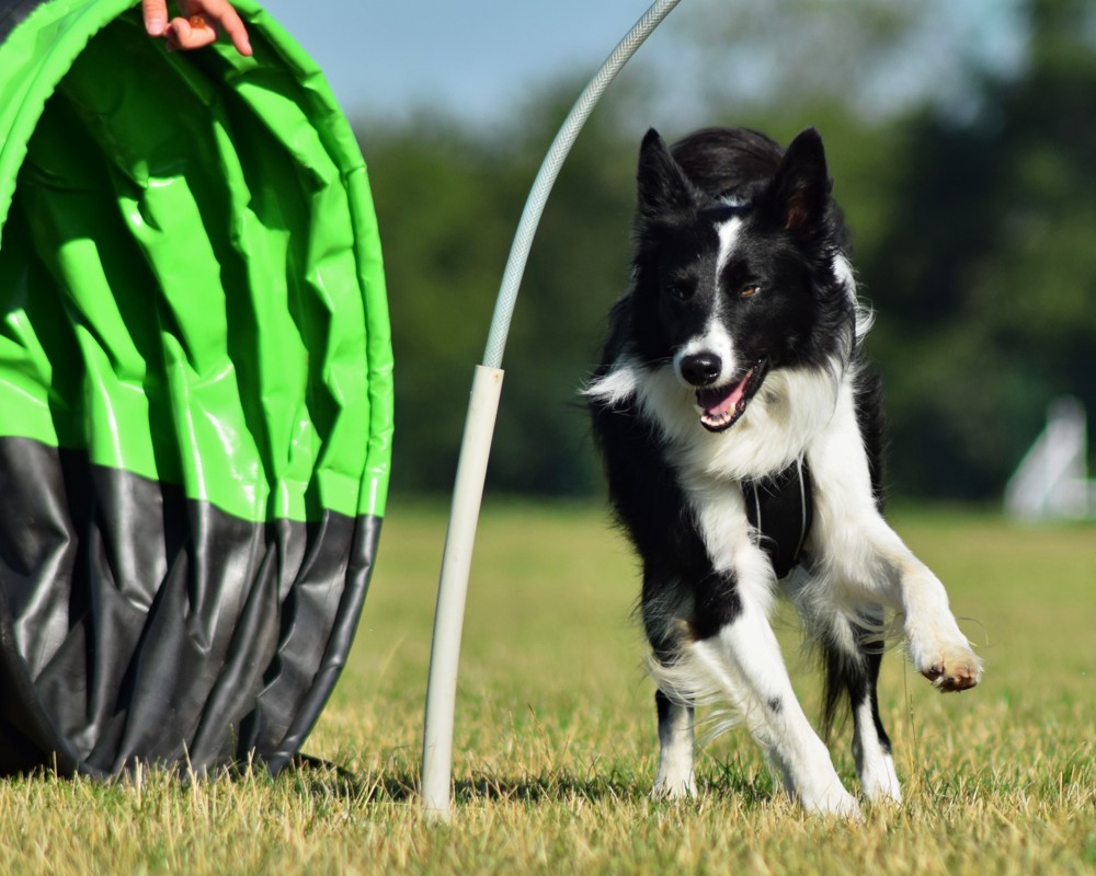 Hoopers Agility