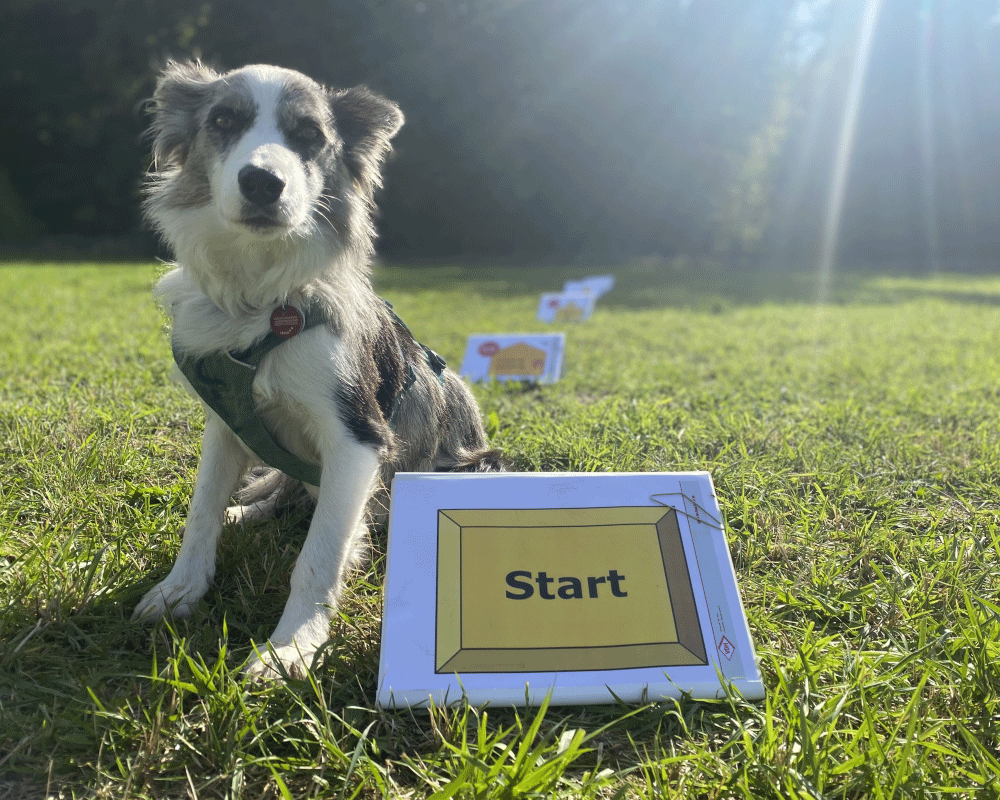 Rally Obedience