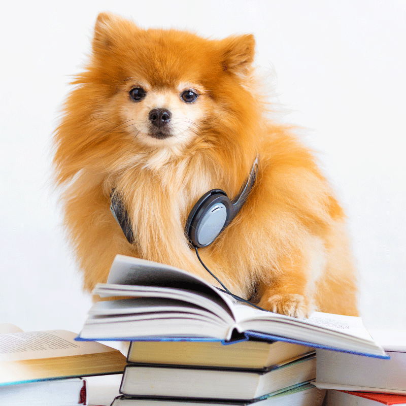 Folge 7: Straßenhunde