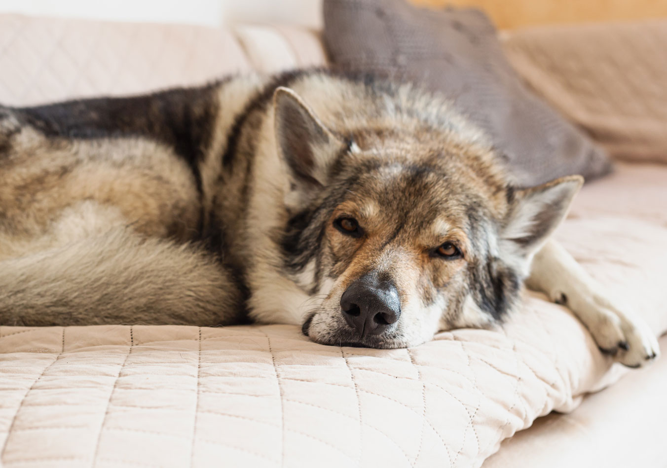 Webinar: Training mit schwer motivierbaren Hunden