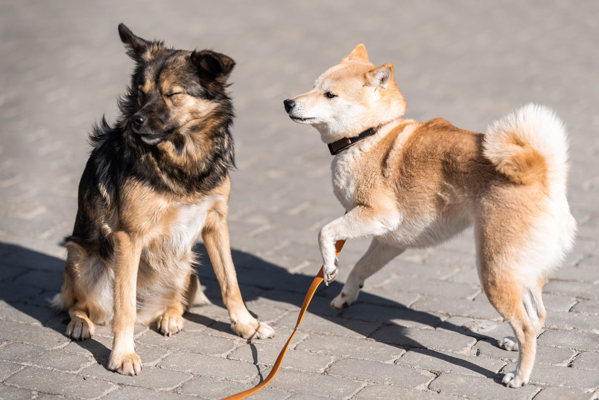 Webinar: Die Sprache der Hunde